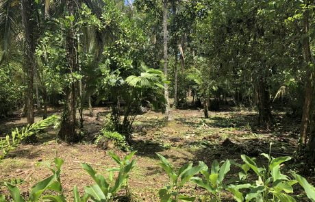 Tropical Living Collective Costa Rica Real Estate