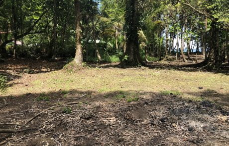 Tropical Living Collective Costa Rica Real Estate