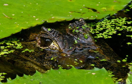Cahuita National Park