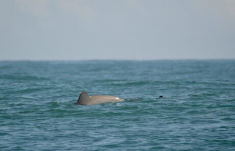 Dolphins in Punta Mona