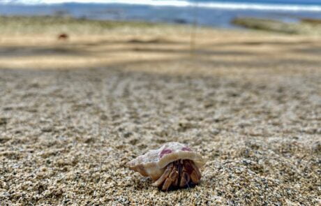 Caracol Playa chiquita