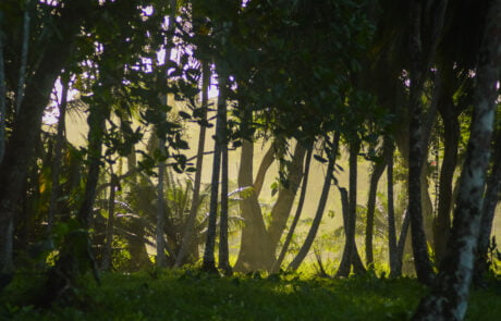 Manzanillo Playa Grande