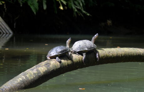 Turtles in Punta Uva